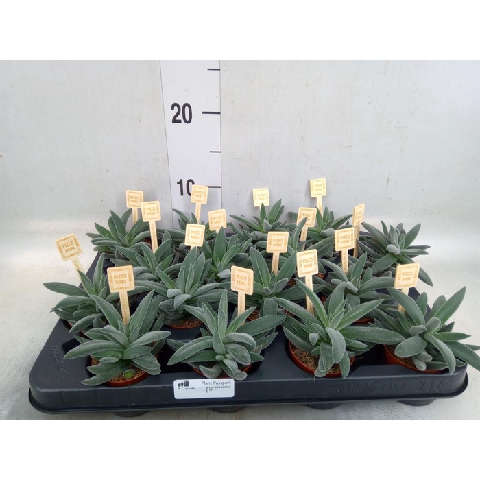 <h4>Crassula  'Tarantula'</h4>