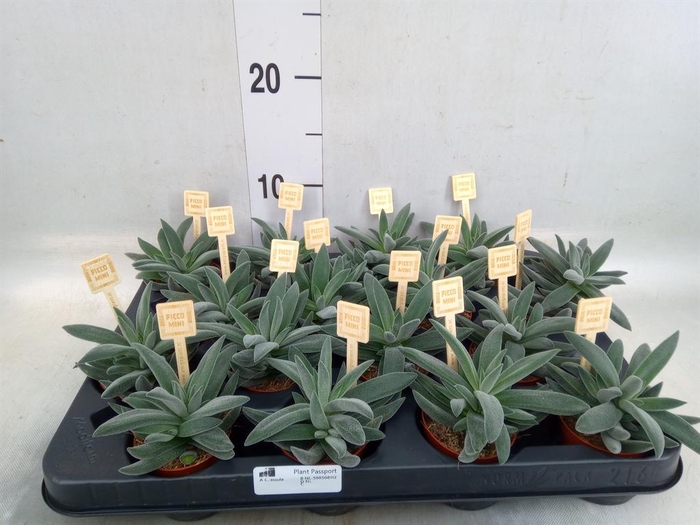 <h4>Crassula  'Tarantula'</h4>