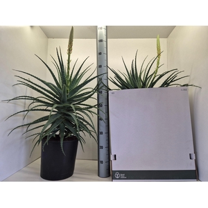 ALOE ARBORESCENS