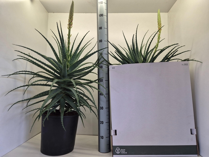 <h4>ALOE ARBORESCENS</h4>