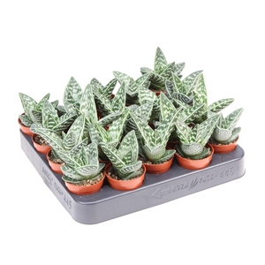 Aloe variegata