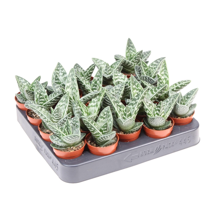 <h4>Aloe variegata</h4>