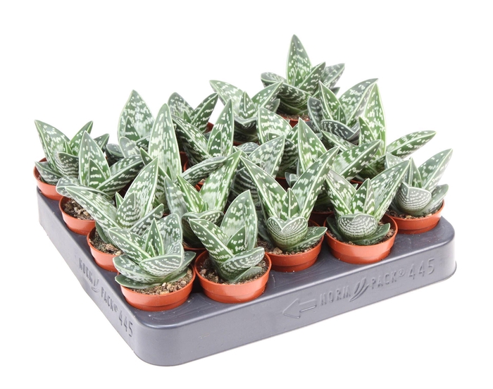 <h4>Aloe variegata</h4>