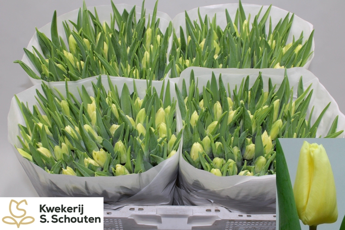 <h4>TU EN DANVILLE</h4>