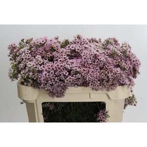 Chamelaucium Jupiter Solar