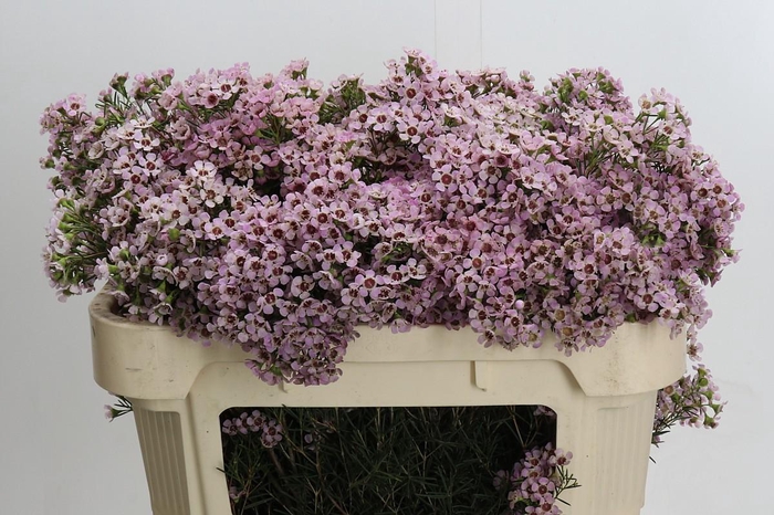 <h4>Chamelaucium Jupiter Solar</h4>