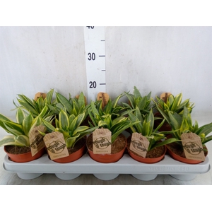 Sansevieria trifa. 'Golden Hahnii'