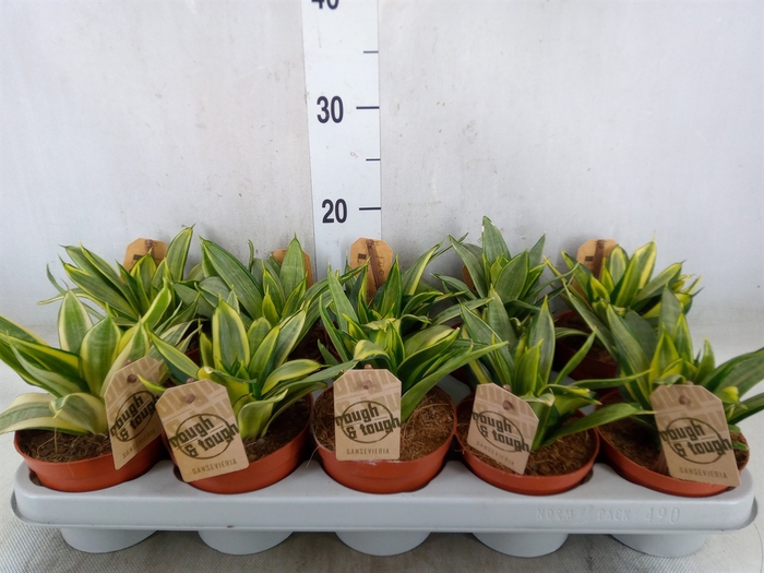 <h4>Sansevieria trifa. 'Golden Hahnii'</h4>