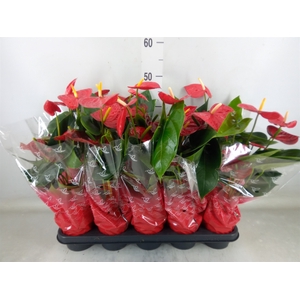 Anthurium andr. 'Easy Red'