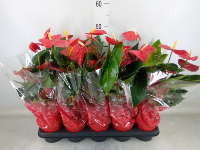 <h4>Anthurium andr. 'Easy Red'</h4>