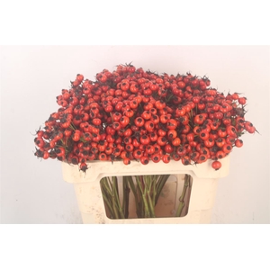 Rosa Mandarin Hiphop