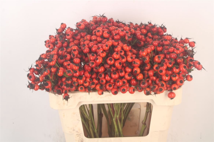 <h4>Rosa Mandarin Hiphop</h4>