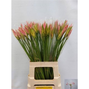 Nerine Bo Vesta K