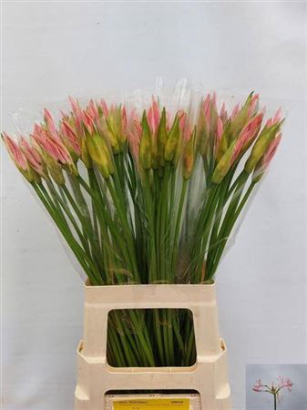 <h4>Nerine Bo Vesta K</h4>