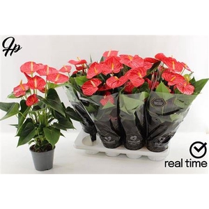 Anthurium (Andreanum Grp) Esudo