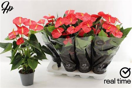 <h4>Anthurium (Andreanum Grp) Esudo</h4>