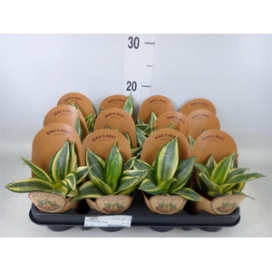 Sansevieria trifa. 'Golden Hahnii'