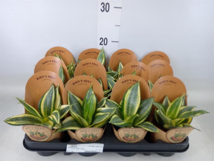 <h4>Sansevieria trifa. 'Golden Hahnii'</h4>