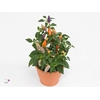 Capsicum Sombrero Red