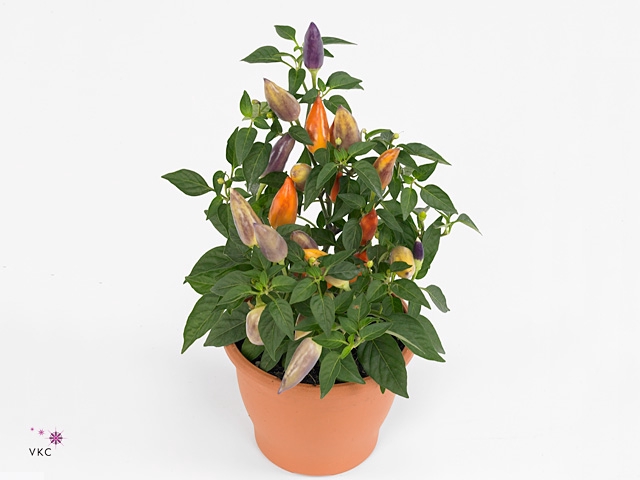 Capsicum Sombrero Red