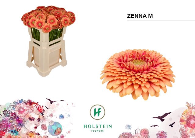 <h4>Germini Pomponi Zenna M Water</h4>