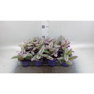 Tradescantia cerinth. 'Nanouk'