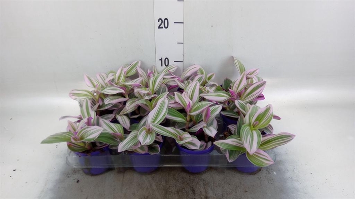 <h4>Tradescantia cerinth. 'Nanouk'</h4>