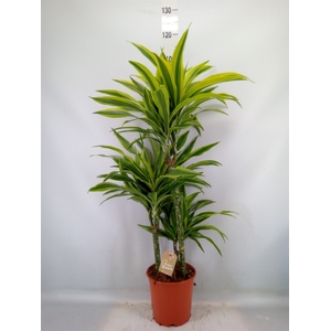 Dracaena fr de 'LemonLime'