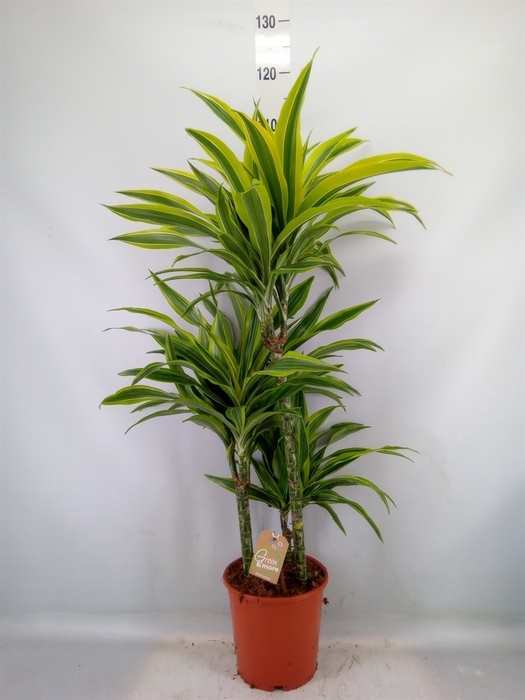 <h4>Dracaena fr de 'LemonLime'</h4>