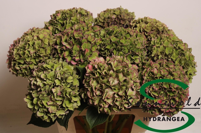 <h4>HYDR M CH RODEO CL</h4>