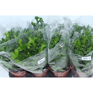 ASPLENIUM LESLIE P15