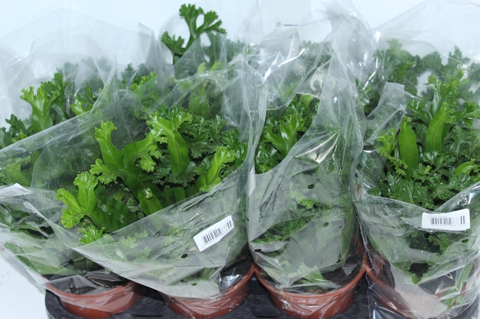 ASPLENIUM LESLIE P15