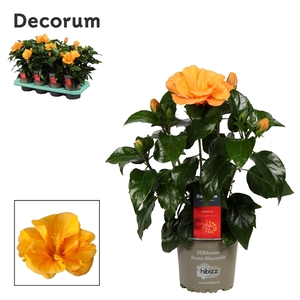 Decorum Hibiscus Jazz oranje dubbelbloemig