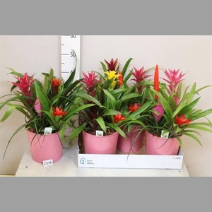 ARR BROMELIA