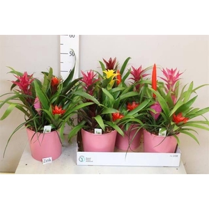 ARR BROMELIA