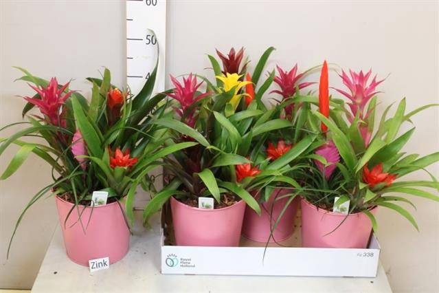 <h4>ARR BROMELIA</h4>