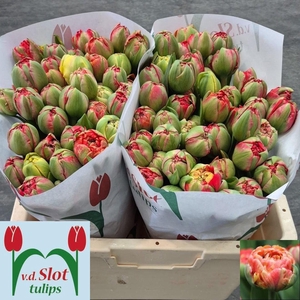 TU DU GUDOSHNIK DOUB