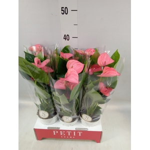 Anthurium andr. 'Pink Champion'
