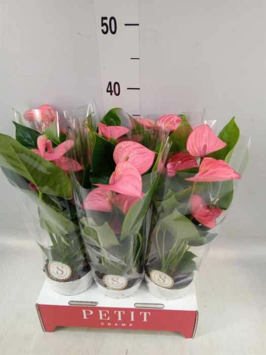 <h4>Anthurium andr. 'Pink Champion'</h4>