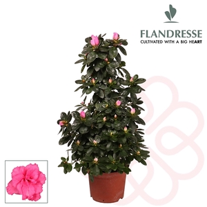 Azalea Flandresse® piramide 'roze' 65 cm