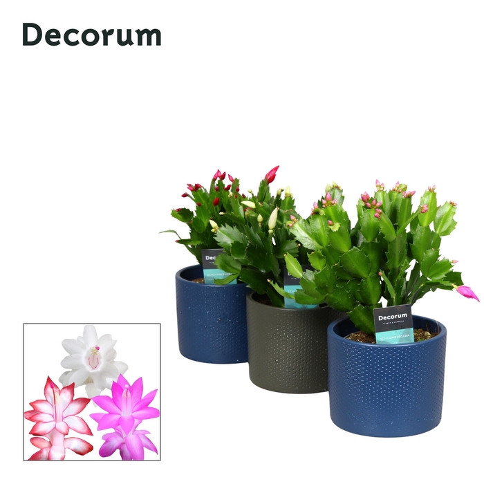 <h4>Schlumbergera - 13 cm - Keramiek Gemma - mix- Decorum</h4>