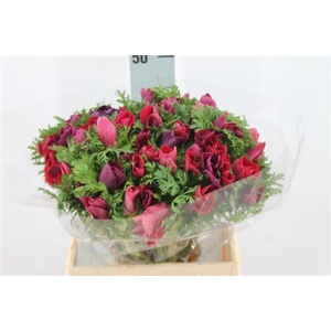 Anemone Mistral Super Magenta