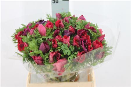 <h4>Anemone Mistral Super Magenta</h4>