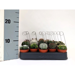 CACTUS GEM