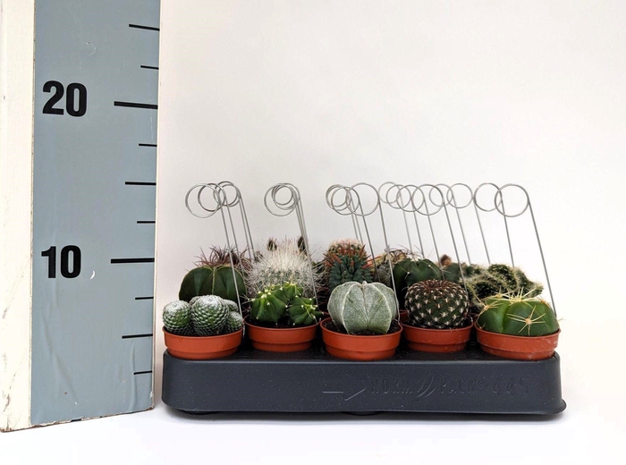 <h4>CACTUS GEM</h4>