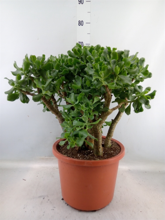 <h4>Crassula arborescens 'Curly'</h4>