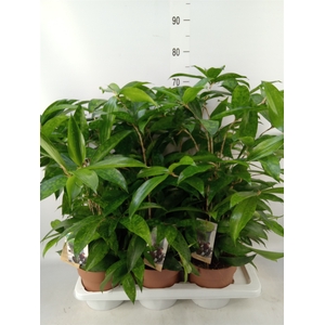Dracaena surculosa