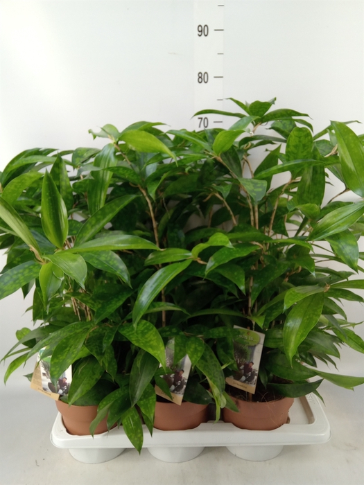 <h4>Dracaena surculosa</h4>