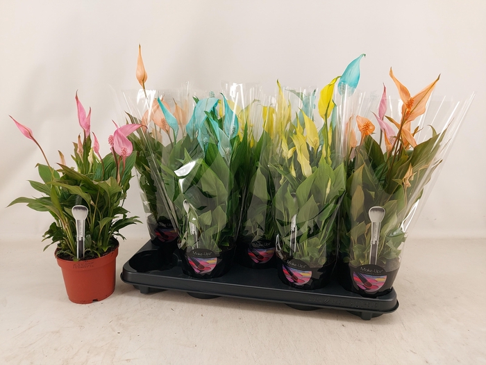 <h4>SPATH BELLINI</h4>