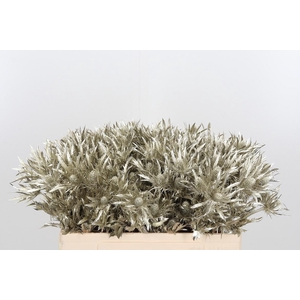 Eryn Orion Kl Bh Platina